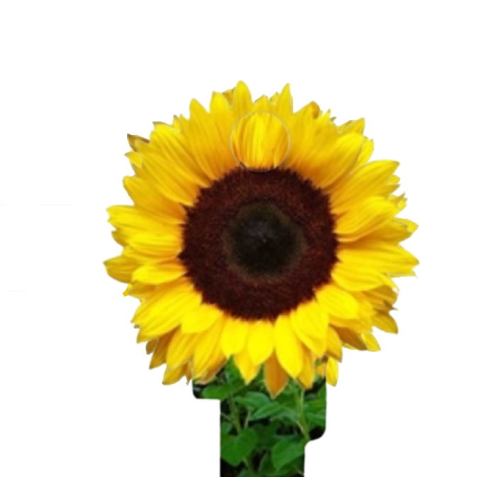 Sunflower Shaped Uncut House Key Blank